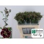 product/img.floraplaza.nl/LDIARAFPETF-LIVE_fotos-0xF94C71BED691EA24DAF60B80F8A36706AFDB8E62.jpg