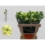 product/img.floraplaza.nl/LDIASOLBER-LIVE_fotos-0x35C73B2FB3A1561D10E6A9EFD59D56F78BE1C114.jpg