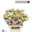 product/img.floraplaza.nl/LDIASPAME-LIVE_fotos-0xC1E030E59D6A0FF76978AD7F69DC1D94977EAE3C.jpg