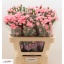 product/img.floraplaza.nl/LDIASPBUB-LIVE_fotos-0xA3A370C18FE2333D7E1DEA88A437E5D34DAD2C7F.jpg