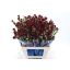 product/img.floraplaza.nl/LDIASPCHA-ASSORTI_fotos-MVA-Dianthus chateau.jpg
