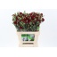 product/img.floraplaza.nl/LDIASPCHA-LIVE_fotos-0x2F32216CC0AD5BCE6DD0CCF0FC040E26548BC06A.jpg