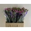 product/img.floraplaza.nl/LDIASPENI-LIVE_fotos-0x285AEF4C0C7705B744420081817BBDE0B47BDBF3.jpg