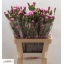 product/img.floraplaza.nl/LDIASPENI-LIVE_fotos-0xF807DA7EECBA249F9F5E87DED0E59811D00A44A7.jpg