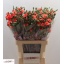product/img.floraplaza.nl/LDIASPORAAM-LIVE_fotos-0xB940E4D8E83F98277A546CF340777B93414C22DB.jpg