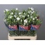 product/img.floraplaza.nl/LDIASPRAM-LIVE_fotos-0x8D2FD0EB8CC50109B9BDB23422FBB953EF782202.jpg
