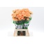 product/img.floraplaza.nl/LDIATAM-LIVE_fotos-0x01B361941AE1AF9CF3630C9D2EBB439FD7552E46.jpg