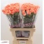 product/img.floraplaza.nl/LDIATAM-LIVE_fotos-0x4BEA1FF0A1484DB3400DA79A60905CD4C13E1E3E.jpg