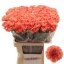 product/img.floraplaza.nl/LDIATAM-LIVE_fotos-0x4C132EBB49AF0987AF299A567127782241A9F11C.jpg