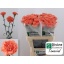 product/img.floraplaza.nl/LDIATAM-LIVE_fotos-0x6E6EADE8CB4415B868C5DBBF6702328DDE5F3D52.jpg