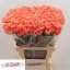 product/img.floraplaza.nl/LDIATAM-LIVE_fotos-0xDFCEF96B0BDF5707B8F38BB6CB725E956582F49B.jpg