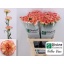 product/img.floraplaza.nl/LDIAYELV-LIVE_fotos-0xED55B87E393990235DA6FDE2B97E111AB6FDF54D.jpg