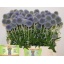 product/img.floraplaza.nl/LECHBLUG6-LIVE_fotos-0x7DFCDD61142D72B98CC9BE9AEEAFFCB22BCBE53D.jpg