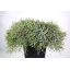product/img.floraplaza.nl/LENIC5-LIVE_fotos-0x9A0190BB76D59746CA8C304D0DDBE6FC930EE844.jpg