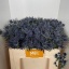 product/img.floraplaza.nl/LERY4BLUL-ASSORTI_fotos-MVA-Eryngium blue lagoon.jpg