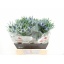 product/img.floraplaza.nl/LERY4BLUL-LIVE_fotos-0x00D68EF5200457752BD223DF603586D81A9E235D.jpg