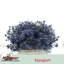 product/img.floraplaza.nl/LERY4BLUL-LIVE_fotos-0x02F462EE9D259A887F3326121B97C303A73F91B3.jpg