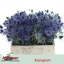 product/img.floraplaza.nl/LERY4BLUL-LIVE_fotos-0x5E021278B2A79E4BDF36B72ACC86F753087C0347.jpg