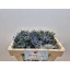 product/img.floraplaza.nl/LERY4BLUL-LIVE_fotos-0xB56D87D60AB8E13BDE5753B9FAB2EEACEDFFD692.jpg
