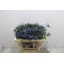 product/img.floraplaza.nl/LERY5BLUL-LIVE_fotos-0x6F21C461603FEAFAA9ECD359D9C39A6F98097AA1.jpg
