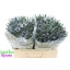 product/img.floraplaza.nl/LERY5BLUL-LIVE_fotos-0xAB7A8B75201F8DDF046F6F792F26F9199C3E1BD9.jpg