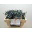 product/img.floraplaza.nl/LERY5BLUL-LIVE_fotos-0xB3D2F7EAE63E5D185045278C88D842D85BEC9291.jpg