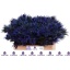 product/img.floraplaza.nl/LERYALP5-LIVE_fotos-0x2BC8E8B6C26FCE377A9DEA26050EB40ED0AFD4DB.jpg
