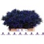 product/img.floraplaza.nl/LERYALP5-LIVE_fotos-0x47B82745852CF403306D547E7C798AA770E99BBF.jpg