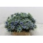 product/img.floraplaza.nl/LERYAQU4-LIVE_fotos-0xB894DF210DDF4865D3C6871851FEF15B52E6DAEF.jpg
