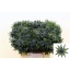 product/img.floraplaza.nl/LERYAQU4-LIVE_fotos-0xF103E2195F961E4F9FA53AE5A69D0D3DE6F6C96D.jpg