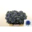 product/img.floraplaza.nl/LERYMAG4-LIVE_fotos-0xCD1B15A41E3E30B4DFB1CD1C08A9D660CA5AA379.jpg