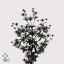 product/img.floraplaza.nl/LERYORIQ5-ART_Fotos-VBN-vbn3359.jpg
