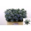 product/img.floraplaza.nl/LERYORIQ5-LIVE_fotos-0x2C03AD41D148B4065444ABA7D3CC10EB80303BA7.jpg
