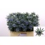 product/img.floraplaza.nl/LERYORIQ5-LIVE_fotos-0x99C71BC52F82CDD8E5BD2915A61C92A1EE7997C0.jpg