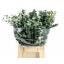 product/img.floraplaza.nl/LEUCBB5-LIVE_fotos-0xA49AC5F2ADBBD0B8A8E249B54C278BF62F635CDE.jpg