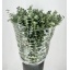 product/img.floraplaza.nl/LEUCBB7-LIVE_fotos-0x0FB60194F187C483D209C33EF160D7213970773E.jpg