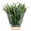 product/img.floraplaza.nl/LEUCBB7-LIVE_fotos-0xD31C99E47310008DD1F7D1F3AD1F672BD8EC8093.jpg