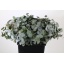 product/img.floraplaza.nl/LEUCCIN4-LIVE_fotos-0x411C95BF22CF74CC8D23D37F03685732AD44651D.jpg
