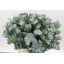 product/img.floraplaza.nl/LEUCCIN4-LIVE_fotos-0x6C75F9A3E1166842C7017848C89D6BC4F5660A31.jpg