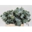 product/img.floraplaza.nl/LEUCCIN4-LIVE_fotos-0x7D0BE4902EBE861D807CF9A2C56491B0BDE9E9C0.jpg