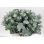 product/img.floraplaza.nl/LEUCCIN4-LIVE_fotos-0xCAE75474E3F3819DD4ACB1A36169E8B922E1C237.jpg