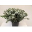 product/img.floraplaza.nl/LEUCCIN5-ASSORTI_fotos-TOPB-Leaf eucalyptus cinerea per stem.JPG