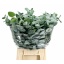 product/img.floraplaza.nl/LEUCCIN5-LIVE_fotos-0x033B2A2D865A99648ACDA5D959D92386852BB882.jpg