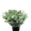 product/img.floraplaza.nl/LEUCCIN5-LIVE_fotos-0x23E92EBAC6383D45A8699C25042B28B040AB37D5.jpg