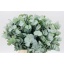 product/img.floraplaza.nl/LEUCCIN5-LIVE_fotos-0x372D9962314A461C21B4467E21E13D68B931C8A0.jpg
