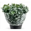 product/img.floraplaza.nl/LEUCCIN5-LIVE_fotos-0x64D2939FB1BBB22F0BD8421D286F1654C5ADEA68.jpg