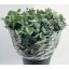 product/img.floraplaza.nl/LEUCCIN5-LIVE_fotos-0xB7B7EA7176D60439FD56F81088CC918C162A64E4.jpg
