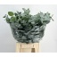 product/img.floraplaza.nl/LEUCCIN5-LIVE_fotos-0xB820A87D7CED0D14D26BD55845C37717EB432F57.jpg