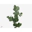 product/img.floraplaza.nl/LEUCCIN65-ART_fotos-VBN1-vbn3507.jpg