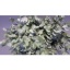 product/img.floraplaza.nl/LEUCCIN65-ASSORTI_fotos-MVA-Piazza - cinerea.jpg